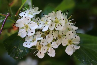 Crataegus crus-galli - hloh kuří noha - květ